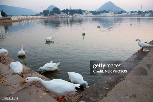 pushkar mela rajasthan camel fair - pushkar stock pictures, royalty-free photos & images