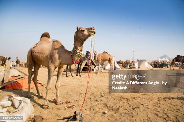 pushkar mela rajasthan camel fair - pushkar stock pictures, royalty-free photos & images