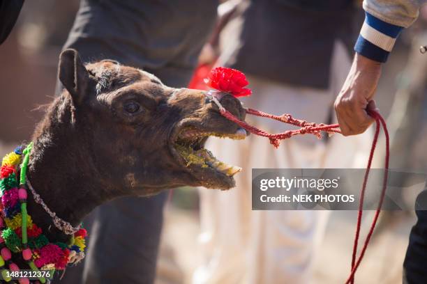 pushkar mela rajasthan camel fair - pushkar stock pictures, royalty-free photos & images