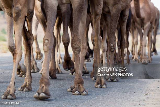 pushkar mela rajasthan camel fair - pushkar stock pictures, royalty-free photos & images