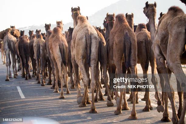 pushkar mela rajasthan camel fair - pushkar stock pictures, royalty-free photos & images