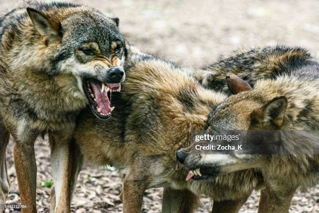 Fighting wolves