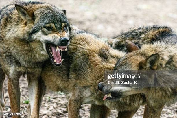 fighting wolves - snarling stockfoto's en -beelden