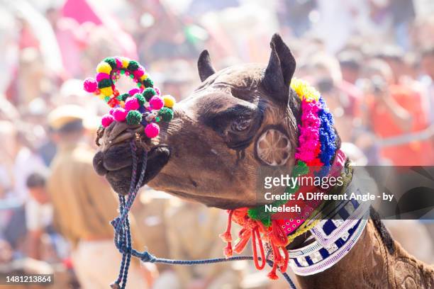 pushkar mela rajasthan camel fair - pushkar stock pictures, royalty-free photos & images