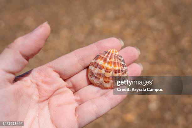 Shell On Hand Hand Holding Sea Shells Photos and Premium High Res Pictures - Getty Images