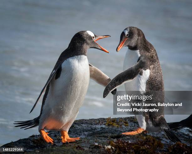 cute image of two gentoo penguins shaking fins at bleaker island - fresh deals fotografías e imágenes de stock