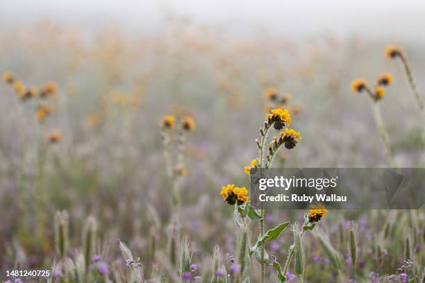 Rancher's Fireweed blooms at Carrizo Plain National Monument on April 08, 2023 in San Luis Obispo County, California. Powerful storms brought heavy...