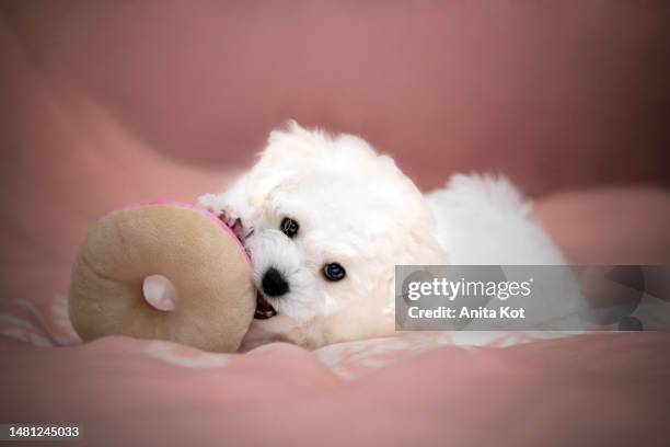 bichon frise puppy while playing - frise stock pictures, royalty-free photos & images