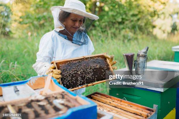 senior woman beekeeper examining honeycomb frame while working at apiary - beekeeper tending hives stock pictures, royalty-free photos & images