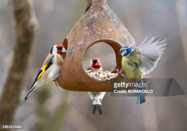 european goldfinch feeding, oslo norway - bird feeder stockfoto's en -beelden