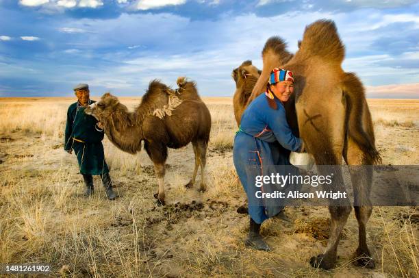 Nomadic couple milks camels in the field in Tibet on October 4, 2006.