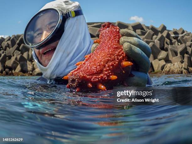 An Ama Pearl Diver surfaces with a conch in Osatu, Mie Prefecture, Japan on March 24, 2016.