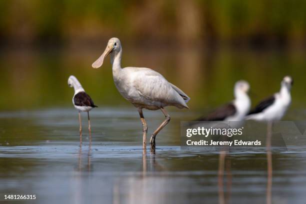 yellow-billed spoonbill, australia - spoonbill stock pictures, royalty-free photos & images