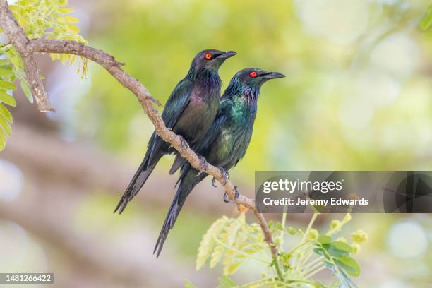 metallic starling, australia - endangered species stock pictures, royalty-free photos & images