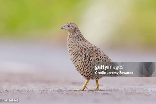 brown quail, australia - quail bird 個照片及圖片檔