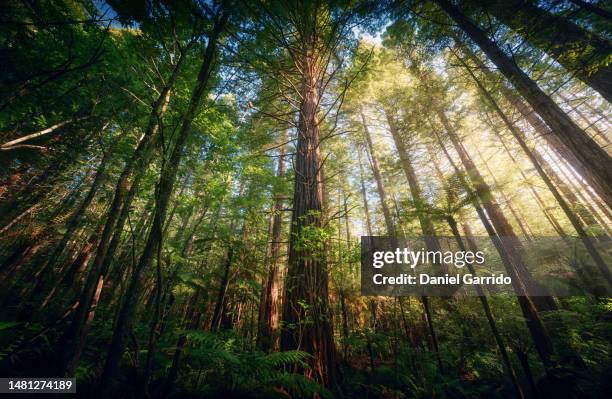 the redwoods in whakarewarewa forest of new zealand, new zealand landscapes, landscape photography - forest new zealand stock-fotos und bilder