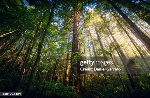 The Redwoods in Whakarewarewa Forest of New Zealand, New Zealand landscapes, landscape photography