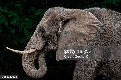 Portrait of old elephant among trees Portrait of old elephant among trees