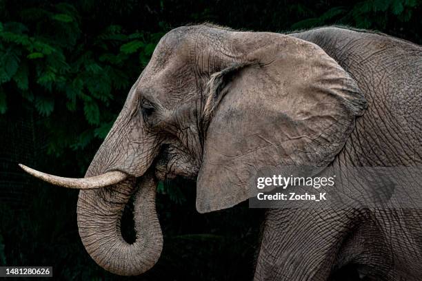 portrait of old elephant among trees - elephant head bildbanksfoton och bilder