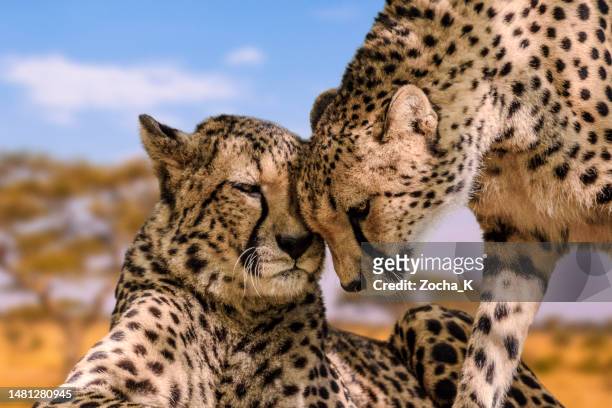 pareja de guepardos enamorados - región de arusha fotografías e imágenes de stock