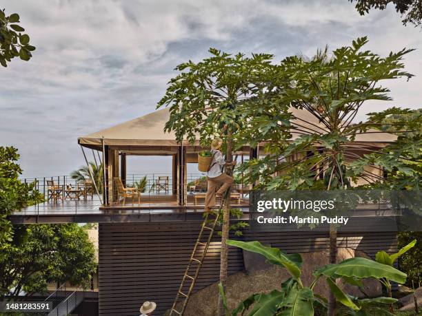 gardener picking papaya fruit from tree, in front of tented villa, on luxury eco glamping resort - hotel ecologico fotografías e imágenes de stock