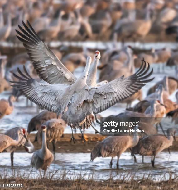 List 28+ Images a huge flock of birds are or is Full HD, 2k, 4k List 28+ Images a huge flock of birds are or is Full HD, 2k, 4k