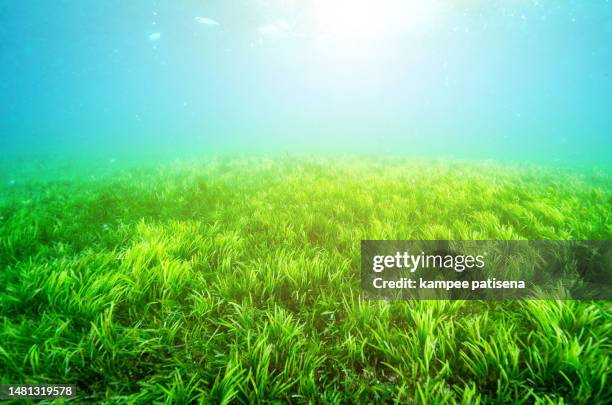 an ocean underwater reef with sun light through water surface. seagrass field - zeegras stockfoto's en -beelden