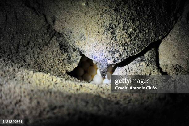 green turtle in the spawning process in a hole on the beach in oman - close-up of turtle eggs at beach - turtle's nest stock pictures, royalty-free photos & images