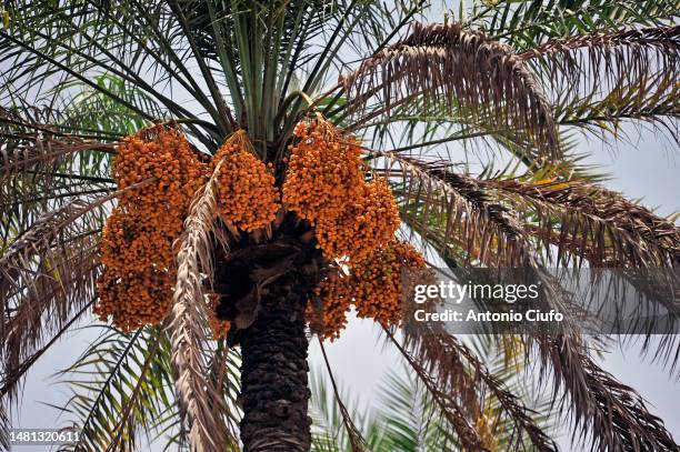date harvest, oman - desert date tree stock pictures, royalty-free photos & images