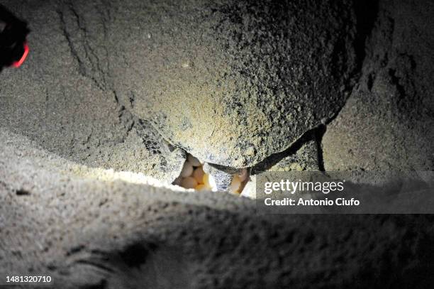 green turtle in the spawning process in a hole on the beach in oman - close-up of turtle eggs at beach - oeuf de tortue photos et images de collection