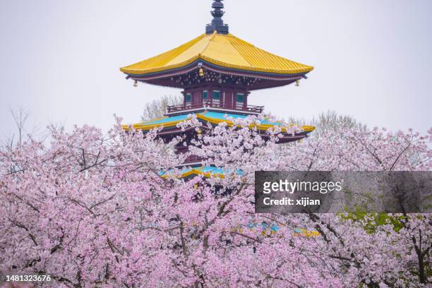 east lake cherry blossom garden in wuhan, hubei, china - wuhan 個照片及圖片檔