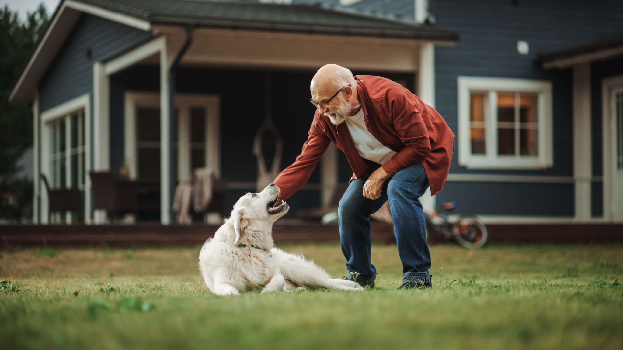 Cheerful Senior Man Enjoying Time Outside with a Pet Dog, Petting a Playful White Golden Retriever. Happy Adult Man Enjoying Leisure Time on a Front Yard in Front of the House. Cheerful Senior Man Enjoying Time Outside with a Pet Dog, Petting a Playful White Golden Retriever. Happy Adult Man Enjoying Leisure Time on a Front Yard in Front of the House.