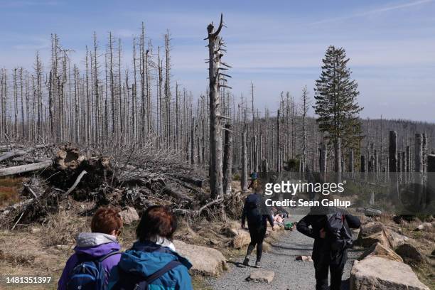 Tourists walk among dead trees in the devastated Harz forest on April 10, 2023 near Wernigerode, Germany. Two-thirds of the trees in the forest are...