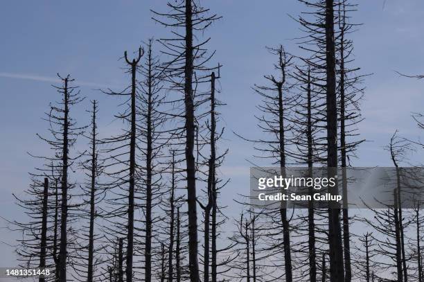 Dead trees stand in the devastated Harz forest on April 10, 2023 near Wernigerode, Germany. Two-thirds of the trees in the forest are now confirmed...