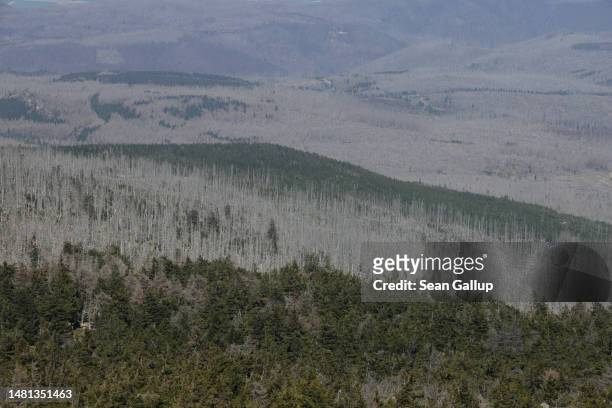 Dead trees stand in the devastated Harz forest on April 10, 2023 near Wernigerode, Germany. Two-thirds of the trees in the forest are now confirmed...