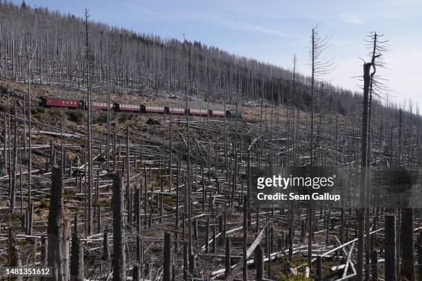Narrow gauge train ferries tourists among dead trees in the devastated Harz forest on April 10, 2023 near Wernigerode, Germany. Two-thirds of the...