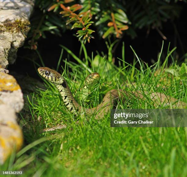 Python Snake In Hibernation Snake Hibernate Photos and Premium High Res Pictures - Getty Images