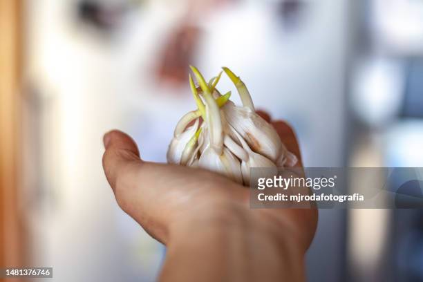 a hand holding a garlic bulb with sprouted cloves - germinating stock pictures, royalty-free photos & images