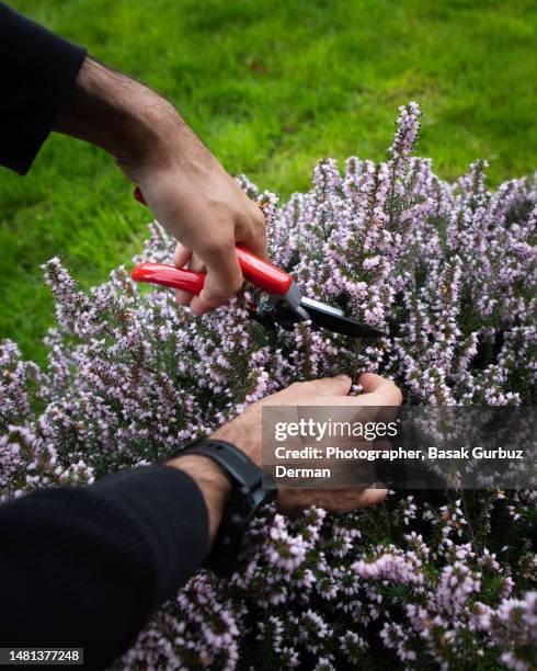 close up of gardener pruning a plant, cutting the flowers of erica with pruning clippers - erica flower stock pictures, royalty-free photos & images