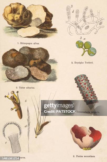 colored board with drawings of mushrooms - claviceps purpurea stock pictures, royalty-free photos & images