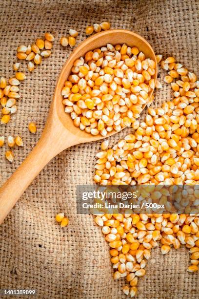 grains of ripe corn in the wooden spoon with dried sweet corn on hemp sacks background,romania - grain de maïs photos et images de collection