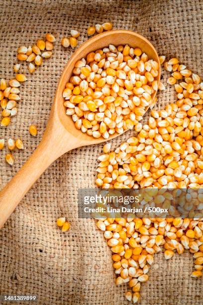 grains of ripe corn in the wooden spoon with dried sweet corn on hemp sacks background,romania - トウモロコシの粒 ストックフォトと画像