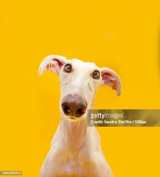 portrait funny spanish greyhound looking at camera isolated on yellow background,girona,spain - animal ear stock pictures, royalty-free photos & images