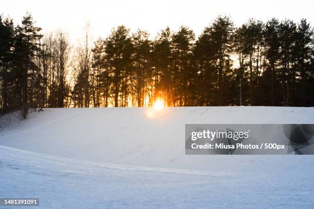 trees on snow covered field against sky during sunset,helsinki,finland - helsinki foto e immagini stock