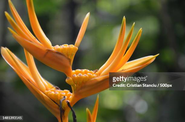 close-up of orange flower - hawaiian heliconia stock pictures, royalty-free photos & images