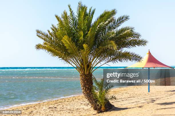 scenic view of sea against clear sky,saudi arabia - saudi arabia beach stock pictures, royalty-free photos & images