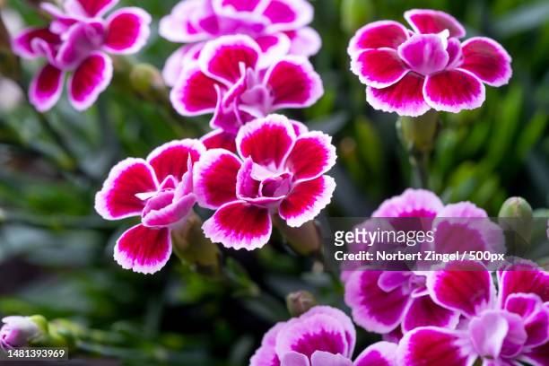 close-up of pink flowering plants in park,essen,germany - fuchsia orchids stock pictures, royalty-free photos & images