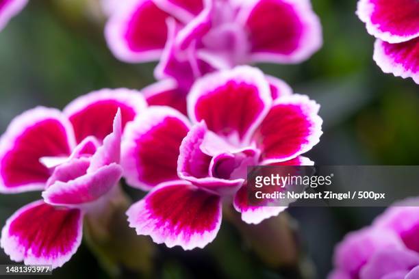 close-up of pink flowering plant,essen,germany - fuchsia orchids stock pictures, royalty-free photos & images