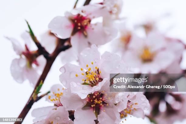 close-up of cherry blossoms in spring,moldova - aprikosenbaum stock-fotos und bilder