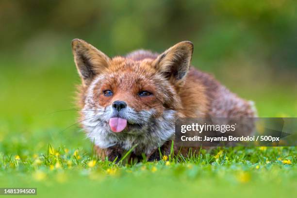 portrait of red fox on grassy field,london,united kingdom,uk - red fox stock pictures, royalty-free photos & images